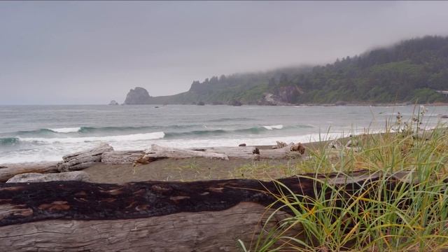Национальный парк «Редвуд» – удивительная природа!!! качество 4К смотреть онлайн