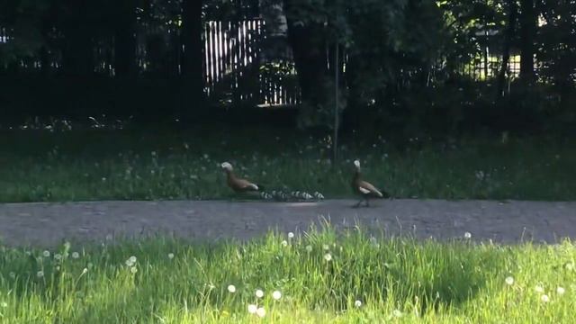 Огари с молодыми утятами. Москва, Воробьёвы горы 2021 смотреть онлайн