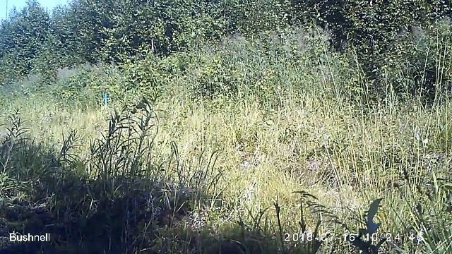 Ленточник тополевый 16 07 18 смотреть онлайн