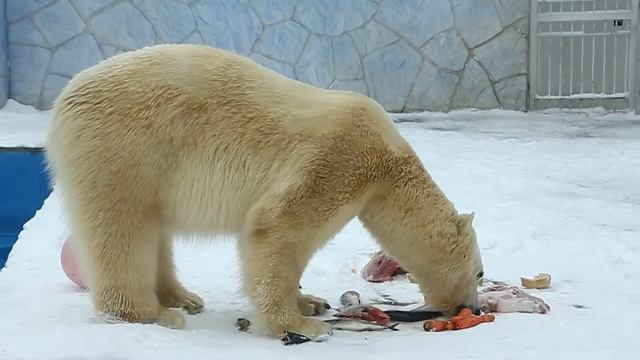 белый медведь ест смотреть онлайн