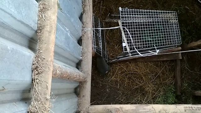 Ловушка на кролика. Пойман последний кролик в Кроличей яме. смотреть онлайн