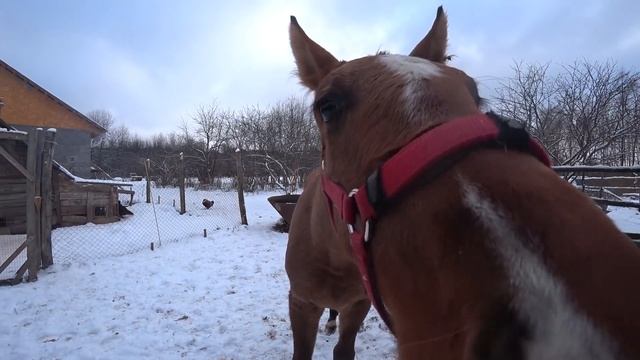 КУПИЛИ ДОМ В ДЕРЕВНЕ. ДАЮ НОВУЮ ЖИЗНЬ ЭТОМУ ГНИЛЬЮ. ЗАКОНЧИЛ СО СЛИВНОЙ ЯМОЙ смотреть онлайн