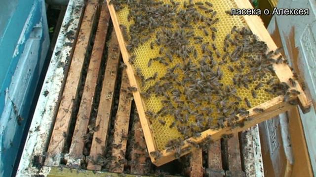 Хорошее развитие очень слабой семьи после зимовки. смотреть онлайн