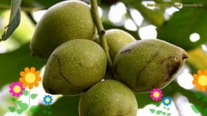 Орех маньчжурский. Краткий обзор, описание характеристик, где купить саженцы juglans mandshurica