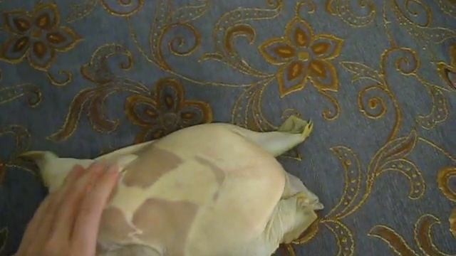 Дальневосточный трионикс (Pelodiscus sinensis) - скорость переворачивания смотреть онлайн