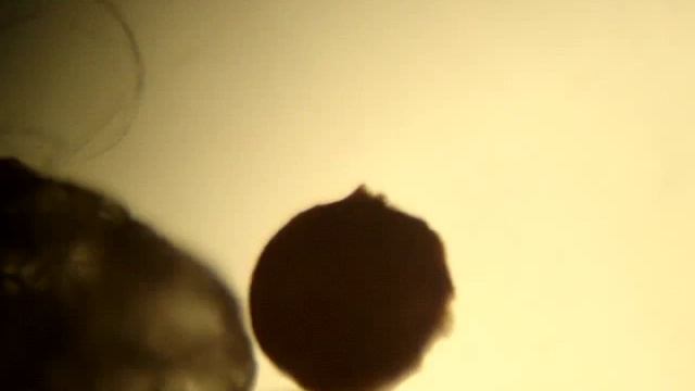 Triops longicaudatus hatching live microscope video смотреть онлайн