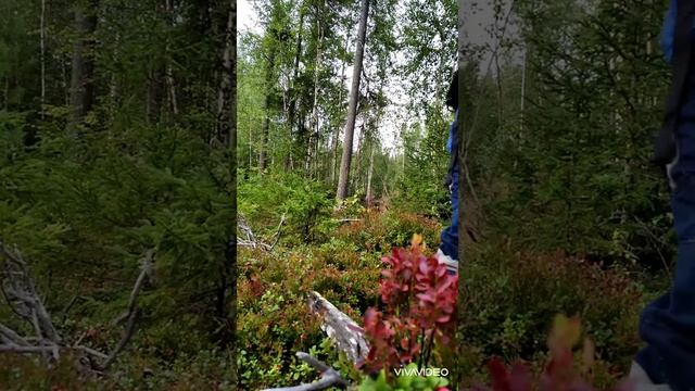 Сбор ягод в Карелии 2021. День 29. Брусника. смотреть онлайн