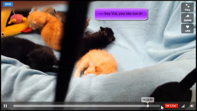 TinyCupcakes in: Furrocious! смотреть онлайн