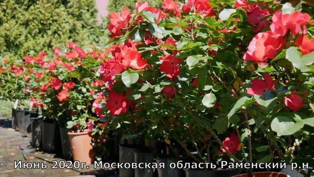 Роза Робуста идеальное решение для живой изгороди. смотреть онлайн