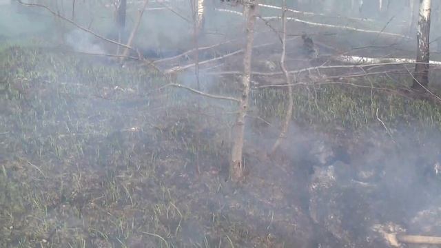 Горение торфа в лесу смотреть онлайн