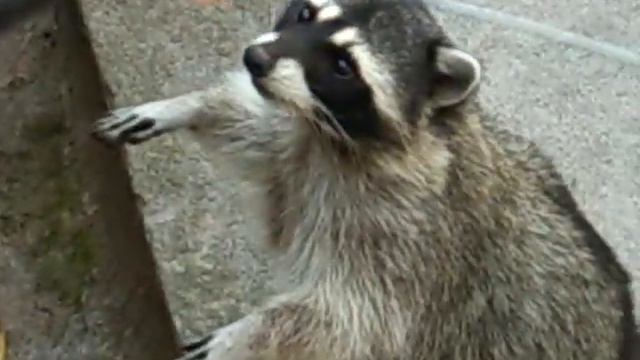 еноты попрошайки Raccoons beggar смотреть онлайн