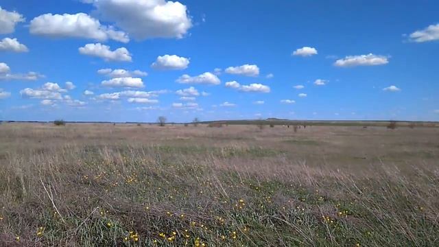 Сходили за тюльпанами. смотреть онлайн