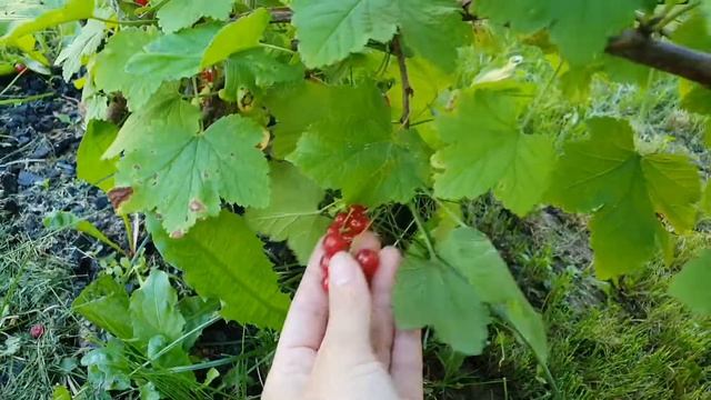 КРАСНАЯ СМОРОДИНА.ЛАЙФХАК ДЛЯ СБОРА ЯГОД? смотреть онлайн