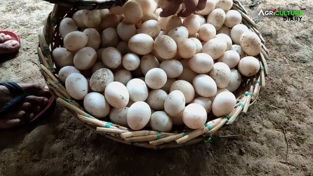 শিক্ষকতার যোগ্যতাতেও হাঁস পালন | khaki Campbell ducks | duck farming | শীতে হাঁস খামার смотреть онлайн