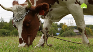 На что обратить внимание при покупке коровы. Как правильно выбрать корову. Покупаем корову для дома