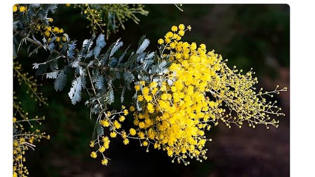 Акация серебристая( Acacia Dealbata)