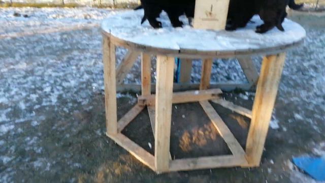 Щенки, завтрак на высоце смотреть онлайн