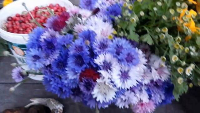 Зелень до морозов!Цветы на срезку заканчиваются.Собираем клюкву. смотреть онлайн