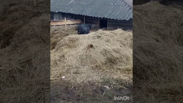 Свиноматок отселили// гуси прикупили хвост кошке смотреть онлайн
