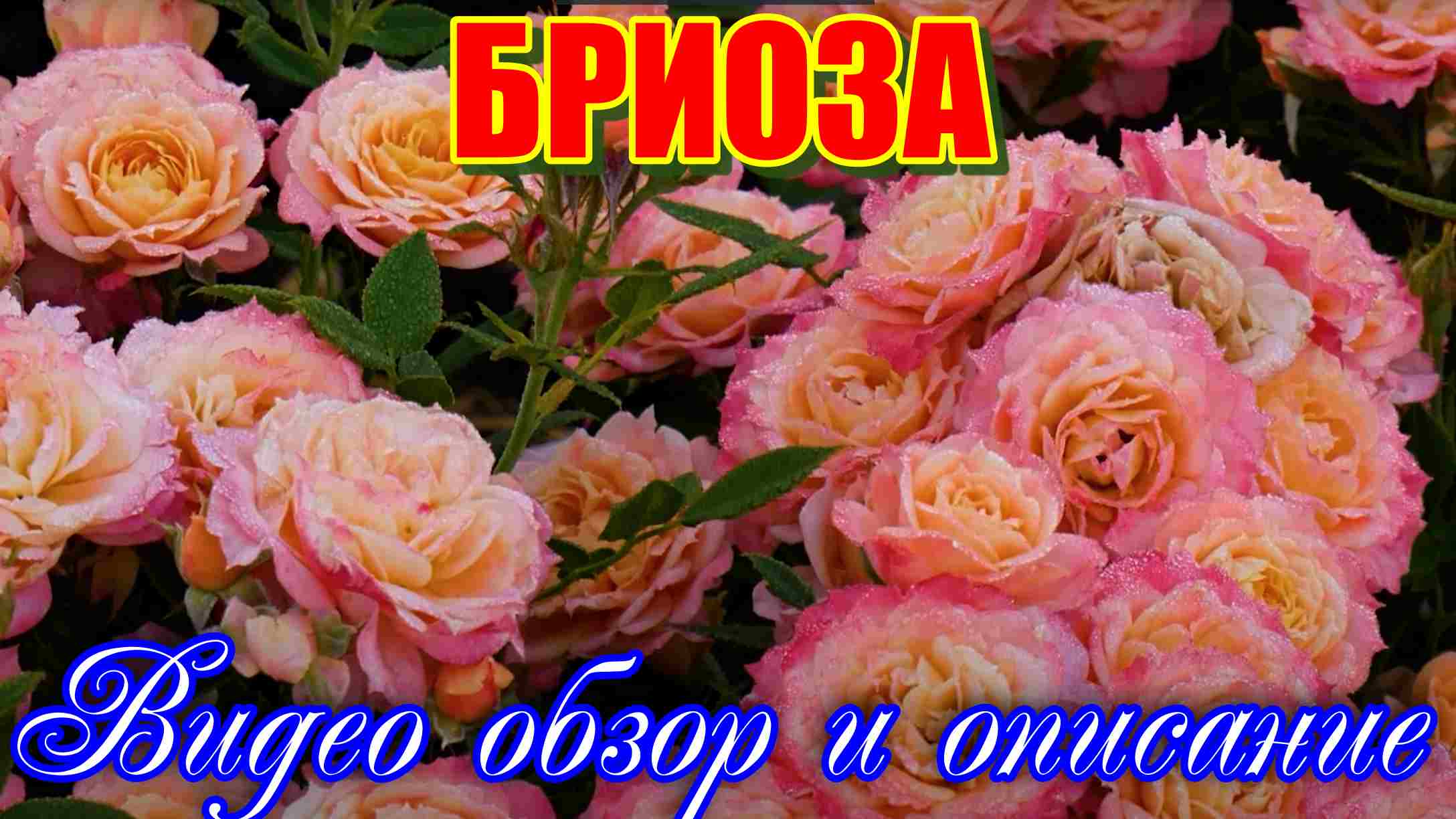 Обзор и описание розы Бриоза (флорибунда) Briosa ( Barni, 1990) смотреть онлайн
