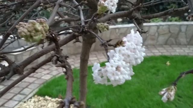 Ноябрьские шутки природы, сад в конце ноября. смотреть онлайн