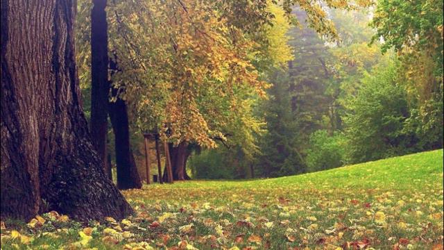 ЗОЛОТАЯ ОСЕНЬ смотреть онлайн