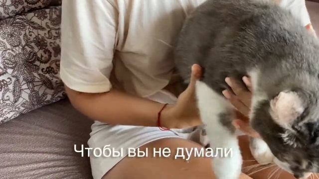 КАК УСПОКОИТЬ КОШКУ. как ПОДСТРИЧЬ когти КОШКЕ. переводчик с кошачьего смотреть онлайн