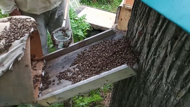 Пчеловодство №78 Как устроена моя борть смотреть онлайн