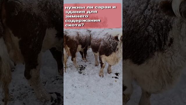 Посмотри это видео, прежде чем строить сарай для скота! смотреть онлайн