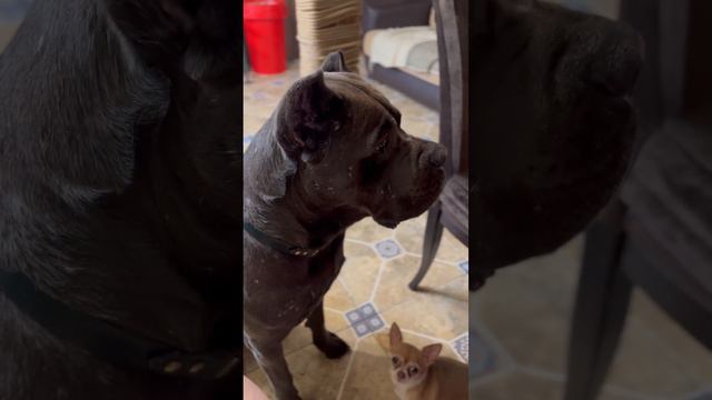 🤣🤣🤣 #tttt #cane #canecorso #канекорсо #canecorsoitaliano #канекорсоитальяно #кане смотреть онлайн