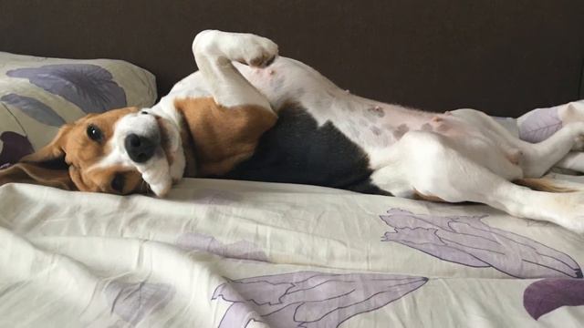 Beagle Letka-Enka Kattyval (aka Eva) смотреть онлайн