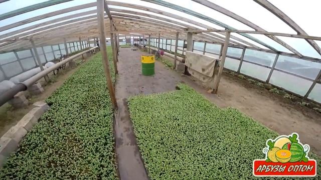 Арбузная рассада Топ Ган F1 15.05.2015 смотреть онлайн