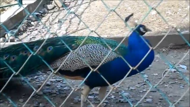 Дендрарий 2017г Сочи смотреть онлайн