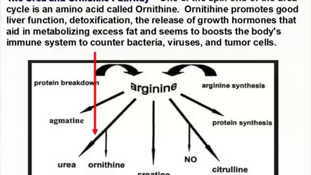 The Truth About L-Arginine смотреть онлайн