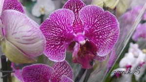 JMP орхидеи. 55 сортов фаленопсисов с названиями. Нарбонна, Феррара, Биг липы, мультифлора. Часть 1