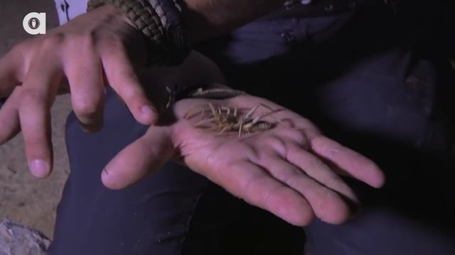 УКУС ПАУКА-ВЕРБЛЮДА / Койот Питерсон на русском