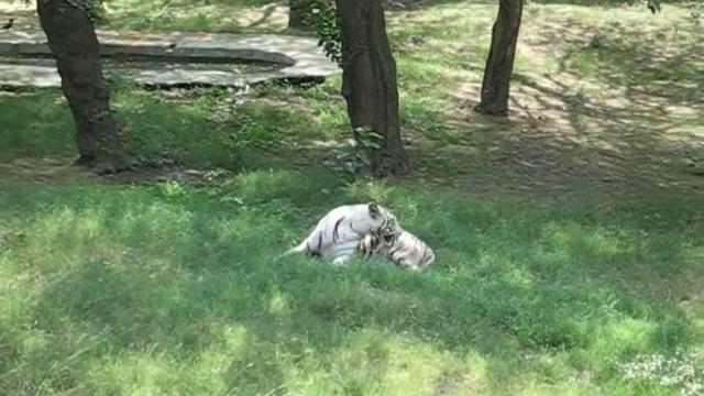 06 09 097 Зоопарк смотреть онлайн