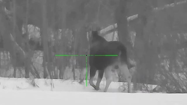 Прицел Sytong ht-60,(видео Охота) днём, дистанция + - 200 метров смотреть онлайн