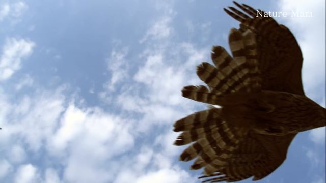 Goshawk tries to kill a rabbit #goshawk#rabbit#hunting смотреть онлайн