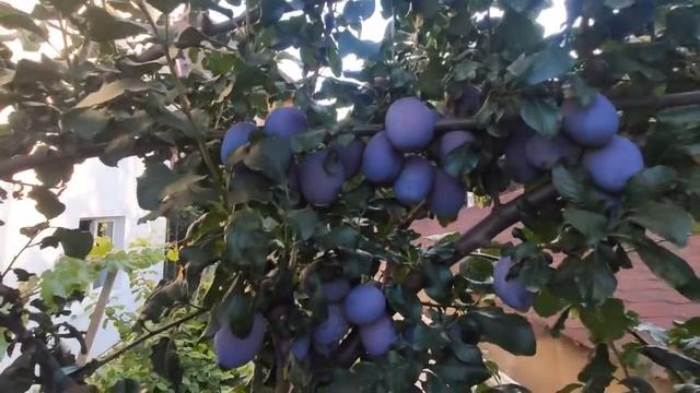 Слива Штутгарт, 2020, врожай смотреть онлайн