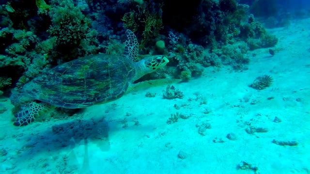 Дайвинг.Египет.The Alternatives Stingray Station.Дайвинг-клуб "STALKER" г.Витебск 8.12.2019 год-ч.3 смотреть онлайн