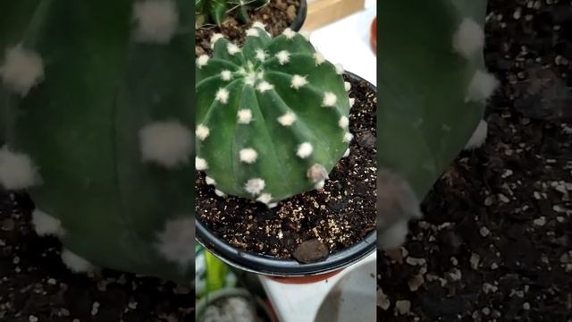 Echinopsis SUBDENUDATA (Эхинопсис выпускает 2 бутона)
