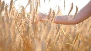 ФУТАЖ Колосья пшеницы и женская рука - Footage Ears of wheat