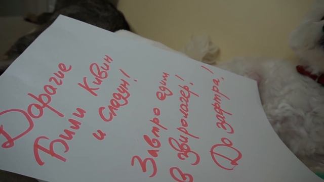 УЕЗЖАЕМ В ЗИМНИЙ ЗВЕРОЛАГЕРЬ ДЛЯ КОТОВ! ПРИДУМАЛИ ХИТРЫЙ ПЛАН смотреть онлайн