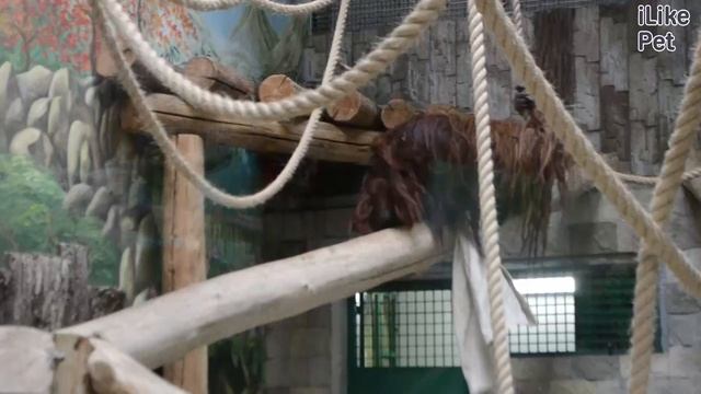 Калимантанский орангутан Внешний вид на ilikepet смотреть онлайн