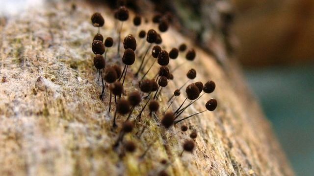 Comatricha | Wikipedia audio article смотреть онлайн