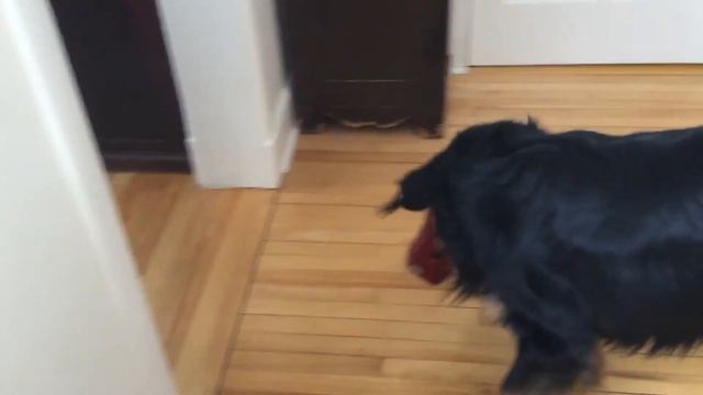 MY DOG REACTING TO A METRONOME ! 😱 (hilarious) смотреть онлайн