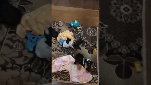 мама и детки! французский бульдог 😍 смотреть онлайн