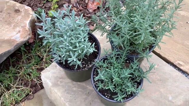 Lavender: propagation and varieties.🌿 смотреть онлайн