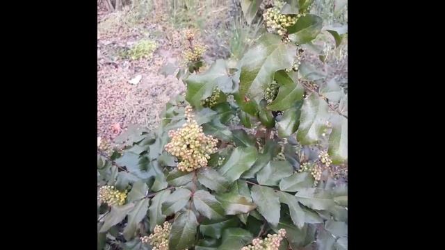 Магония падуболистная посадка и уход смотреть онлайн